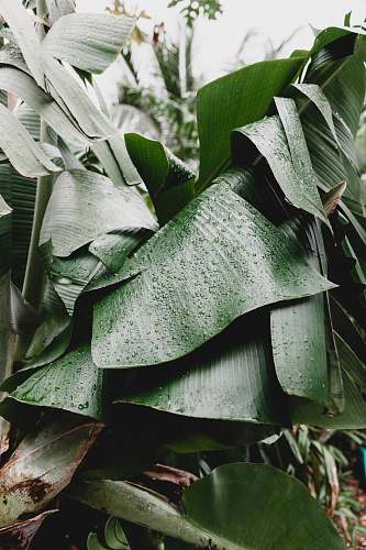 banana tree green tree tropical